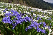Spettacolo di crocus ai prati della Pigolotta di Valtorta il 26 aprile 2018 - FOTOGALLERY